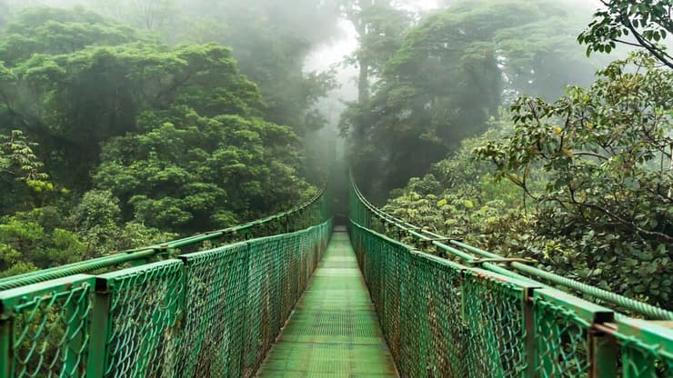 גשרכ תלוי במונטוורדה (צילום: shutterstock) גשרי התלויים של מונטוורדה