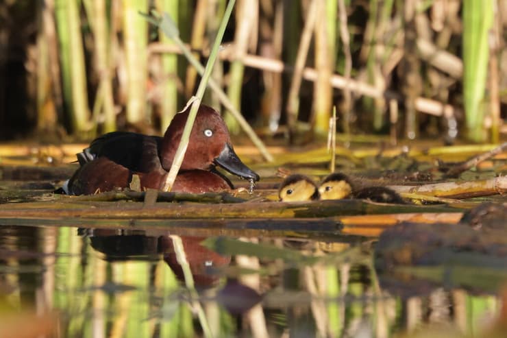 צוללי ביצות, זכר עם עין לבנה, נקבה ואפרוחים בציד ימשושים