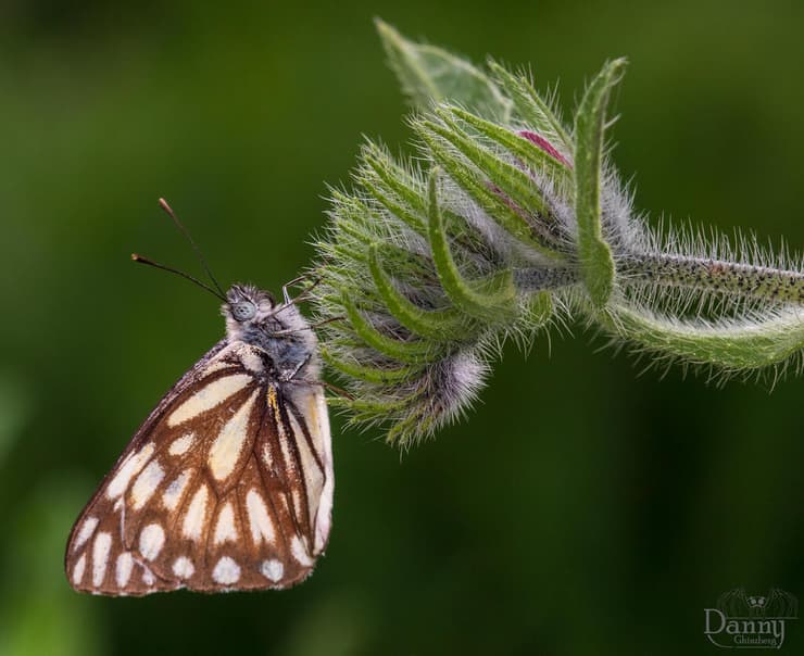 לבנין משויש