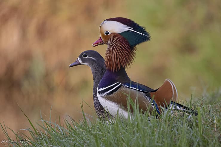 מנדרין סיני