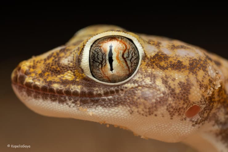 ישימונית רביבים