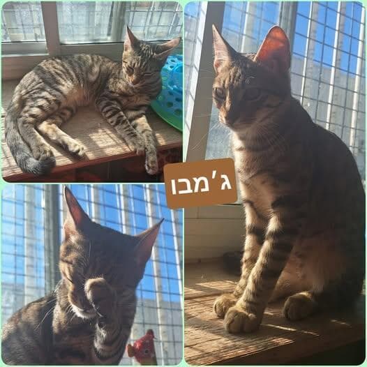ג'מבו