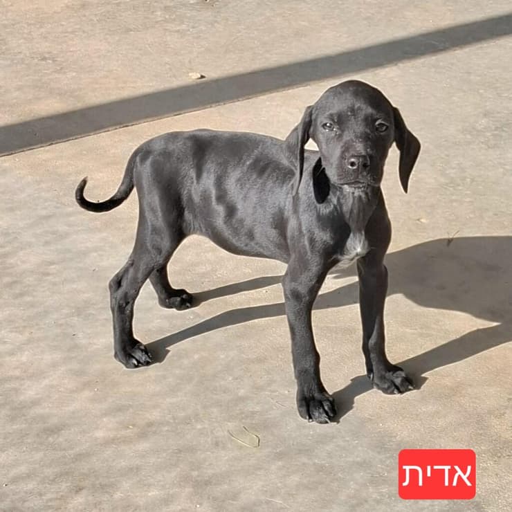 אדית