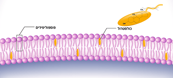 הליפידים שמרכיבים את קרום התא מתארגנים בשכבה כפולה: הראש (נראה בתמונה כעיגול) פונה כלפי חוץ התא או פנים התא, והרגליים פונות זו כלפי זו כדי להימנע ממגע עם המים שמחוץ לתא ובתוכו. אילוסטרציה של מבנה קרום התא, עם כולסטרול (איור: Shutterstock, Alfa MD, תרגום: מכון דוידסון לחינוך מדעי) הליפידים שמרכיבים את קרום התא מתארגנים בשכבה כפולה: הראש (נראה בתמונה כעיגול) פונה כלפי חוץ התא או פנים התא, והרגליים פונות זו כלפי זו כדי להימנע ממגע עם המים שמחוץ לתא ובתוכו. אילוסטרציה של מבנה קרום התא, עם כולסטרול