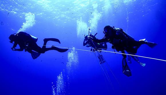 החוקרים אספו מיני מסרקניות מרחבי חצי הכדור הצפוני. צוללים אוספים מסרקניות החיות במים רדודים יחסית, ליד הוואי (צילום: 2021 Jacob Winnikoff) החוקרים אספו מיני מסרקניות מרחבי חצי הכדור הצפוני. צוללים אוספים מסרקניות החיות במים רדודים יחסית, ליד הוואי