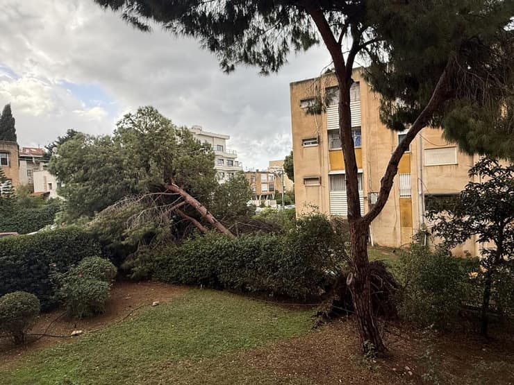 עץ שנפל בחיפה (צילום: שמואל דינור) עץ נפל בחיפה