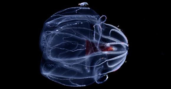 ליפידים של מסרקנית מהים העמוק בלחץ נמוך של באר אחד התארגנו במבנים דמויי צינורות במקום ליצור קרום תא. מסרקנית מהסוג Bathocyroe שחיה בלחץ גבוה (צילום: Courtesy of the Lyman group and Jacob Winnikoff/UC San Diego) ליפידים של מסרקנית מהים העמוק בלחץ נמוך של באר אחד התארגנו במבנים דמויי צינורות במקום ליצור קרום תא. מסרקנית מהסוג Bathocyroe שחיה בלחץ גבוה