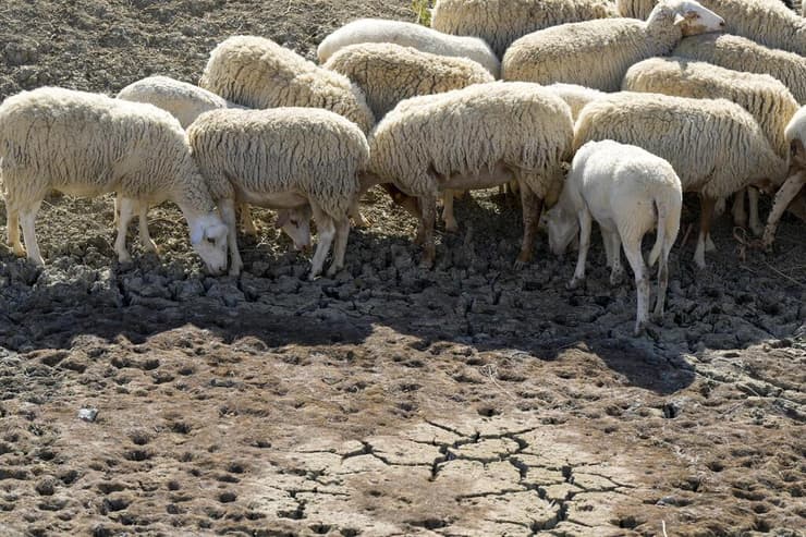 כבשים רועות באזור שנפגע באיטליה כתוצאה מתנאי הבצורת