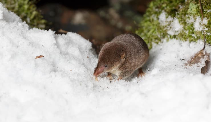 חדף אירופי בשלג