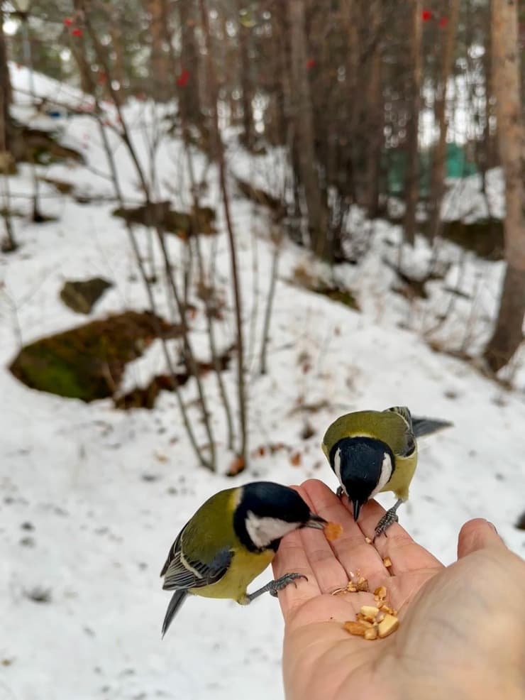 מאכיל ירגזים