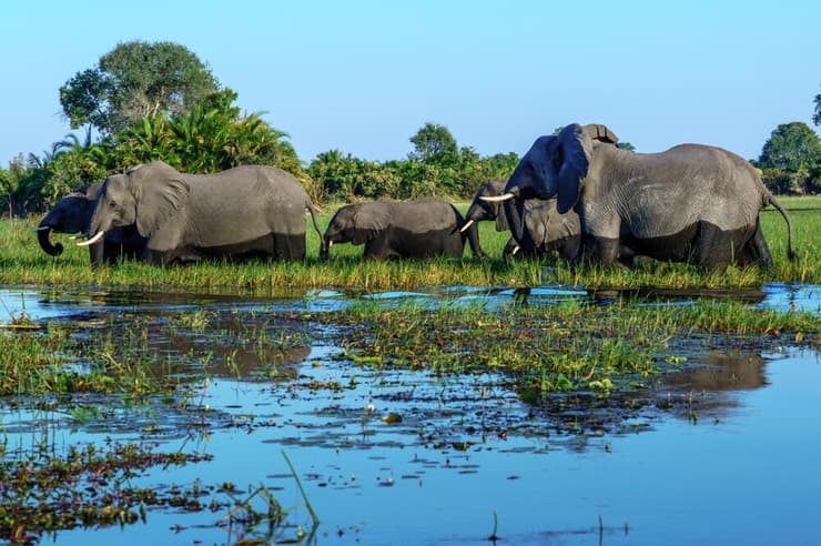 עדר פילים אפריקניים בדלתת האוקבנגו שבבוטסואנה