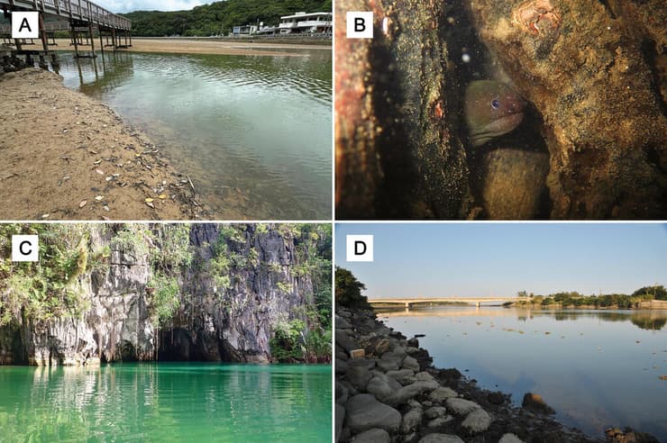 כמה בתי הגידול של מין הצלופח Uropterygius hades, ביפן (a ו-b), בפיליפינים (c) ובטייוואן