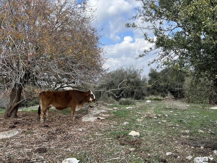 טיול בשביל מגידו