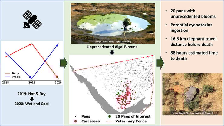 ממצאי המחקר העיקריים, שמצביעים על האצות הכחוליות כגורם לתמותה ההמונית של 350 פילים אפריקניים בדלתת האוקבנגו שבבוטסואנה