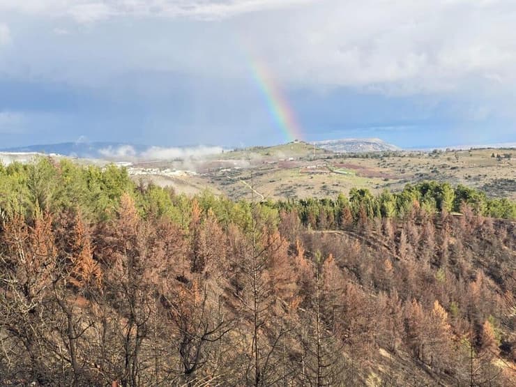  יער ביריה בזריחה שרוף וירוק אחרי הגשם