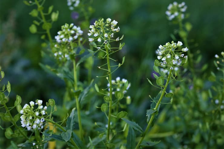 חופניים נדירים