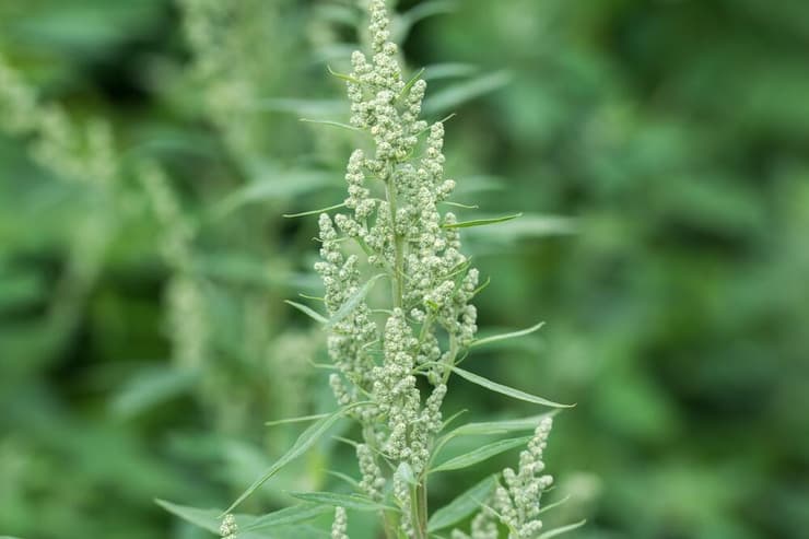 כף אווז לבנה