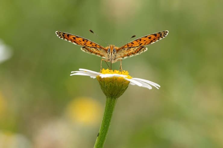 כיתמית ירושלים