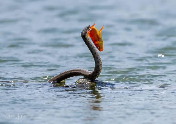 נחש מים תופס דג זהב