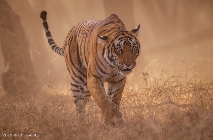 טיגריס בהודו