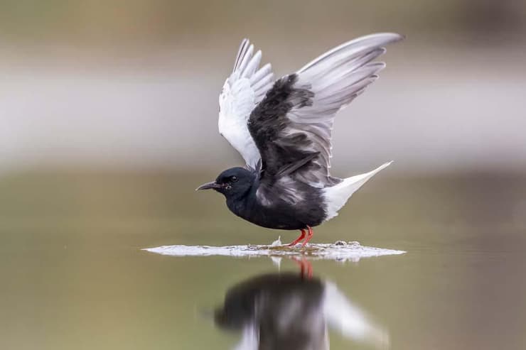 מרומית לבנת-כנף