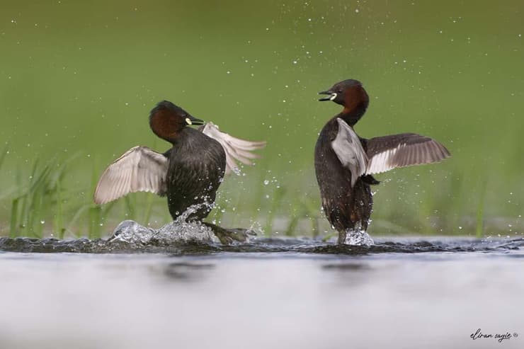 טבלנים גמדיים בקרב