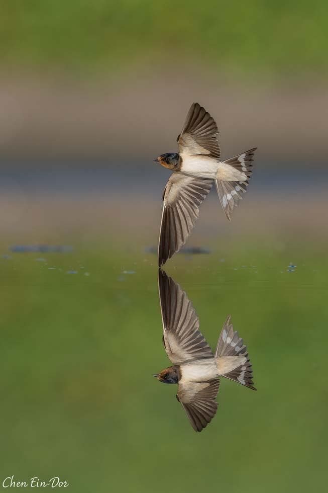 סנונית הרפתות
