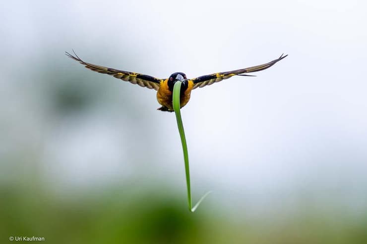 אורג באוגנדה
