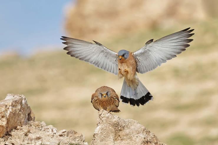 בזים אדומים