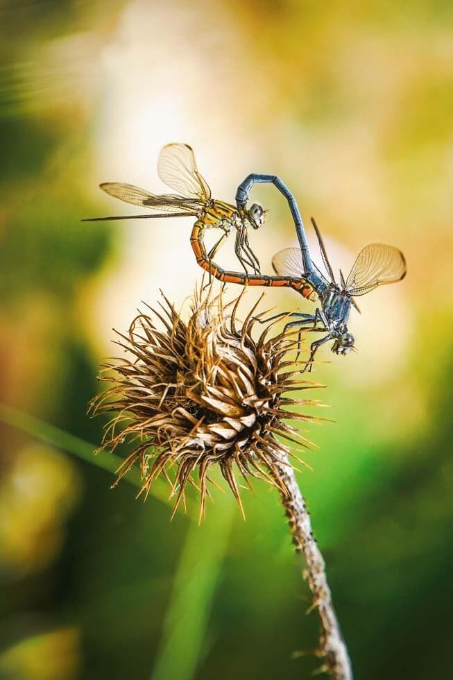 שפיריות בהזדווגות