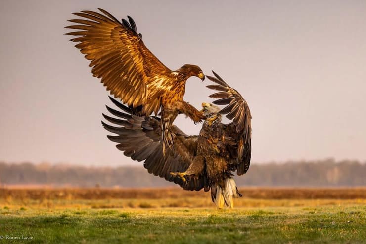 עיטמים בקרב בהונגריה