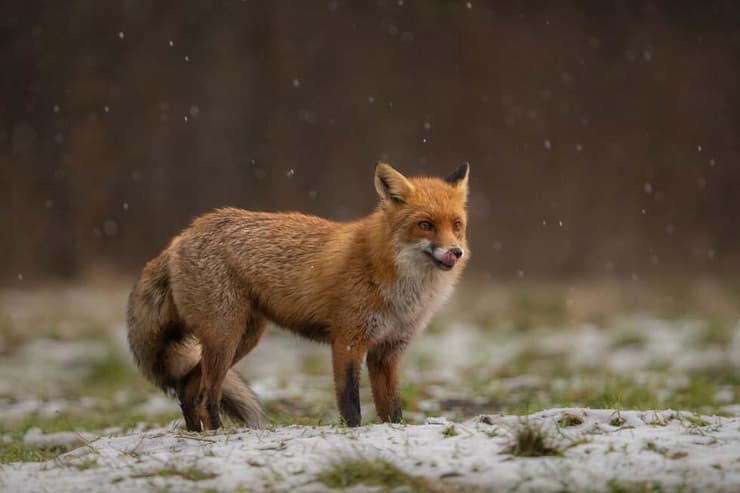 שועל אדום בפולין