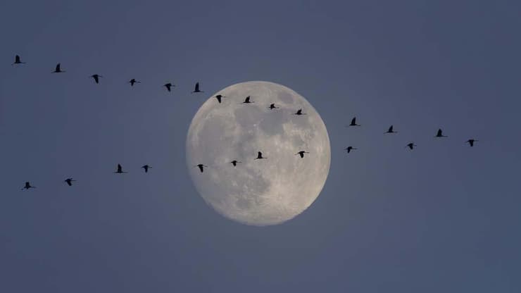 להקת עגורים