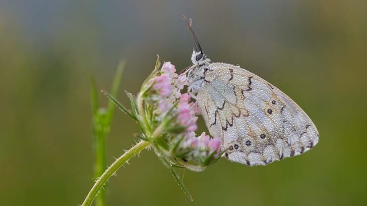 נחושתן-נמלים גלילי