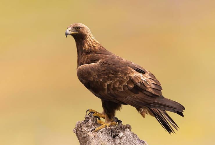 עיט זהוב בספרד