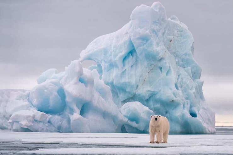 דב לבן על רקע קרחון
