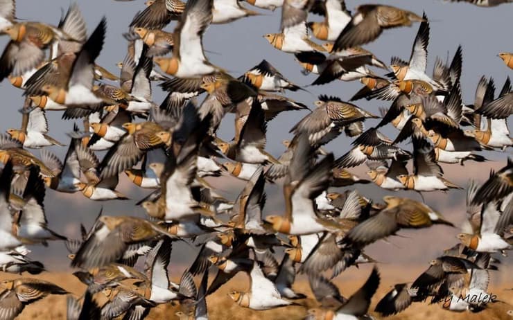 קטות חדות-זנב