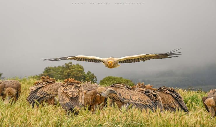 רחם בפירנאים שבספרד