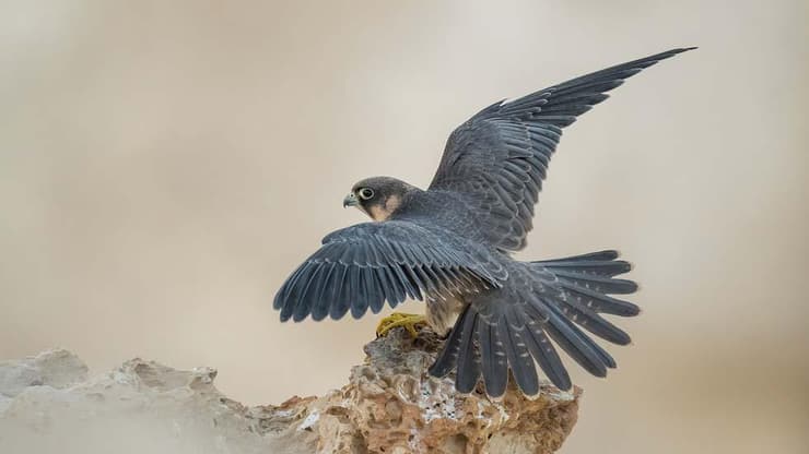 פרחון של בז שחור