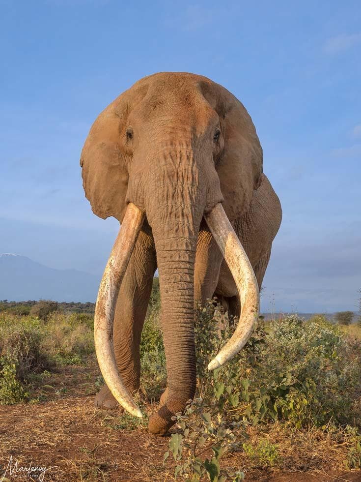 פיל ענק בקניה