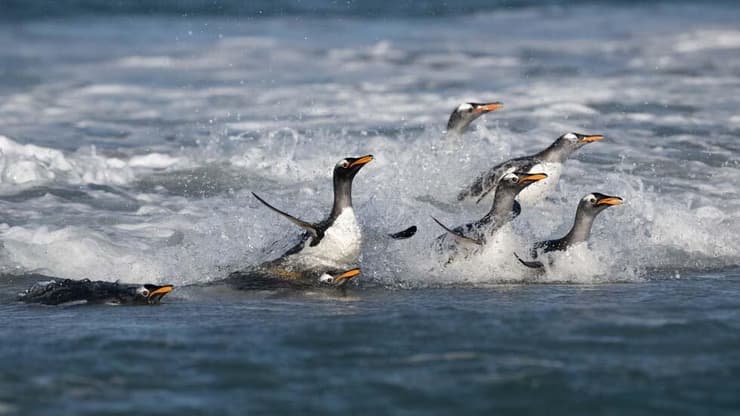 פינגווין לבן-אוזן באיי פוקלנד