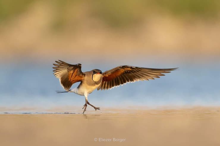 שדמית אדומת-כנף