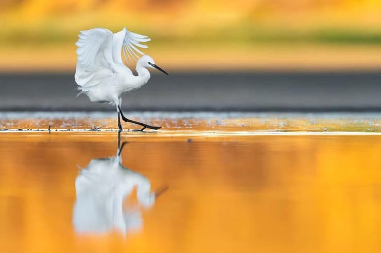 לבנית קטנה בתאורת בוקר