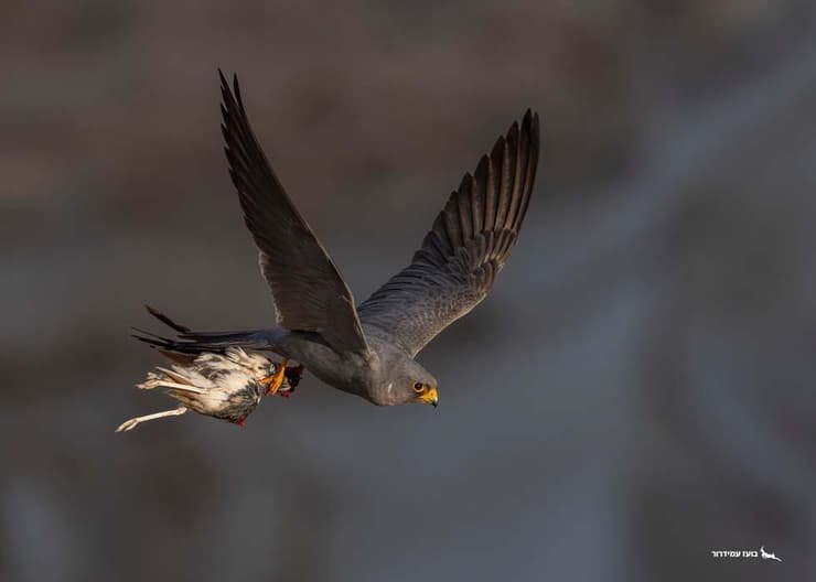 בז שחור אוחז ברץ מדבר