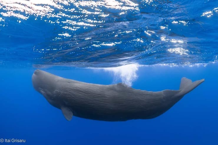 לווייתן ראשתן גדול-ראש