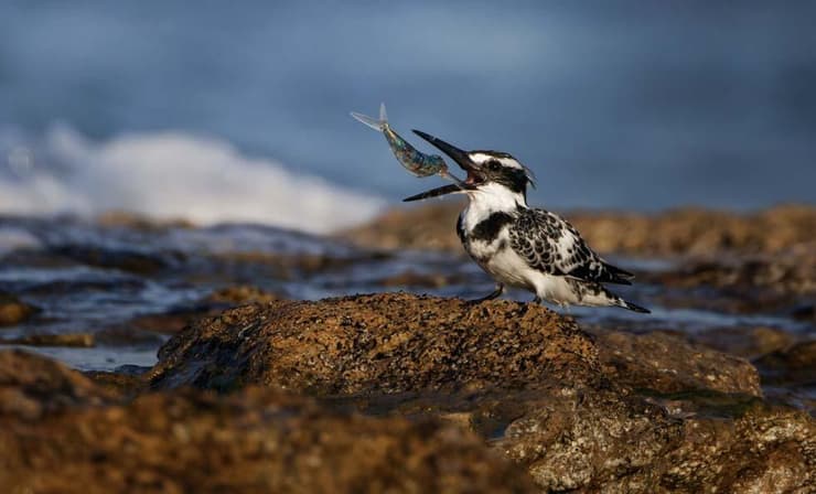 פרפור מקפיץ דג לפיו