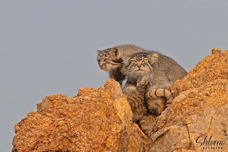 חתול פאלאס במונגוליה