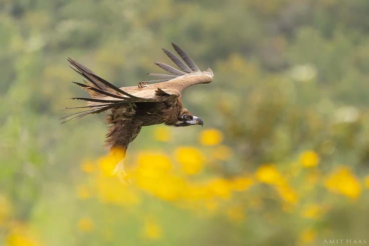 עוזנייה שחורה