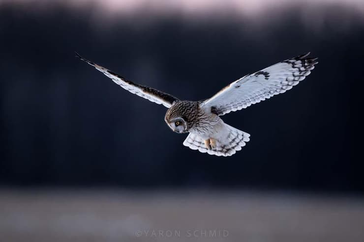 ינשוף שדות בצייד בארה"ב
