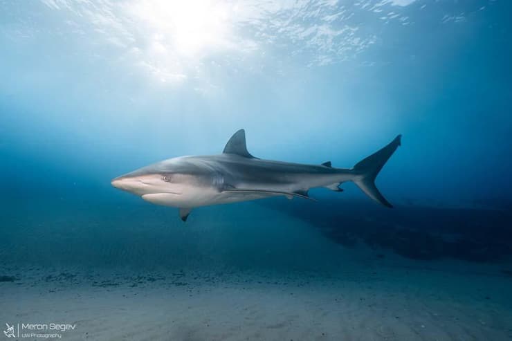 כריש עפרורי בחדרה